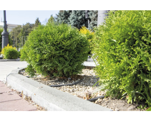 Klotformad tuja i trädgårdsrabatt med gräskant