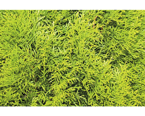 Närbild av den vintergröna Thuja-växten för trädgården