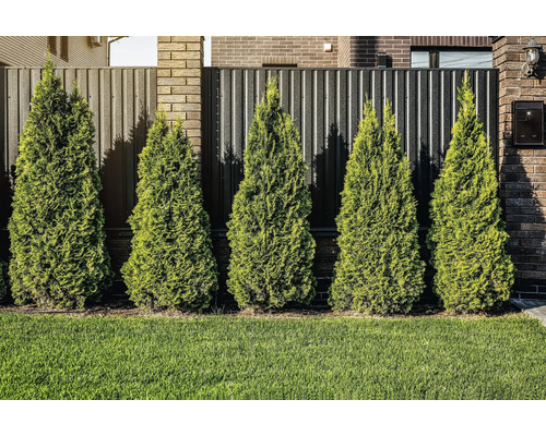 Rad av tujaväxter framför ett staket och en gräsmatta