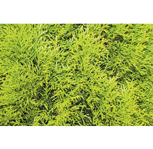 Närbild av den vintergröna Thuja-växten för trädgården