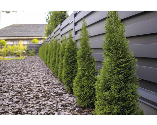 Rad av gröna pelarcypresser framför ett grått staket i trädgården.