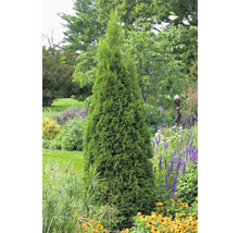 Thuja i trädgårdsrabatt med andra växter