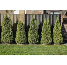 Rad av tujaväxter framför ett staket och en gräsmatta