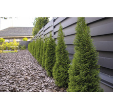 Rad av gröna pelarcypresser framför ett grått staket i trädgården.