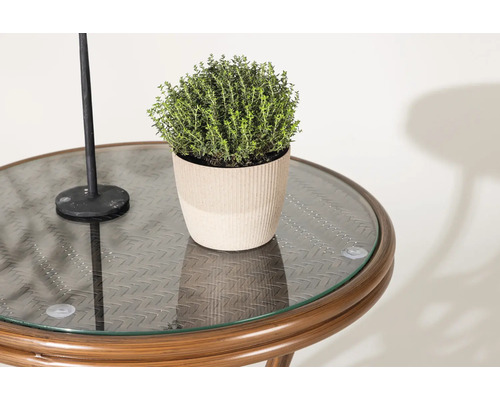 Timjanväxt i kruka på ett bord