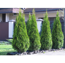 Rad av Thuja Smaragd-växter i trädgården.