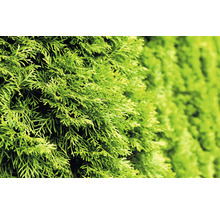 Närbild av ständigt gröna tujagrenar