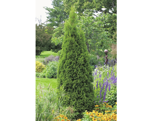 Thuja i trädgårdsrabatt med andra växter