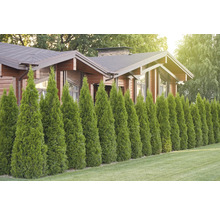 Hus med trädrad som insynsskydd i trädgården.