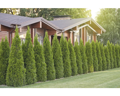 Hus med trädrad som insynsskydd i trädgården.