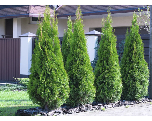 Rad av Thuja Smaragd-växter i trädgården.