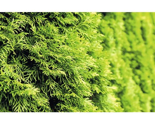 Närbild av ständigt gröna tujagrenar