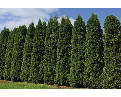 Rad av tujahäckar i trädgården