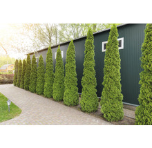 Rad av städsegröna pelarcypresser i trädgården.