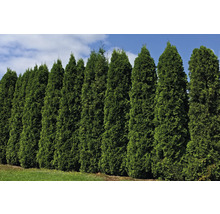 Rad av tujahäckar i trädgården