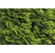 Närbild av Chamaecyparis växter