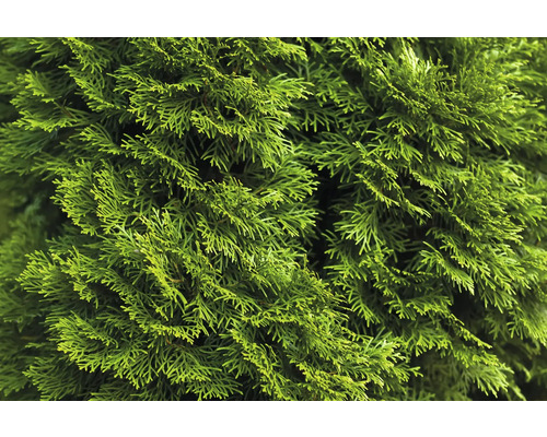 Närbild av Chamaecyparis växter