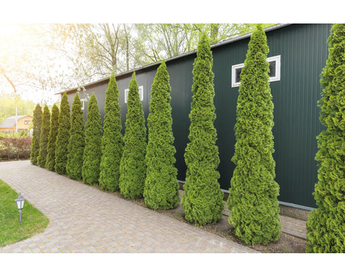 Rad av städsegröna pelarcypresser i trädgården.