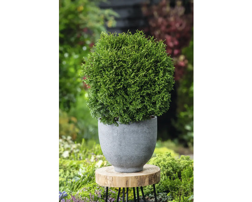 Klotformad tuja i grå kruka på en träpall i trädgården