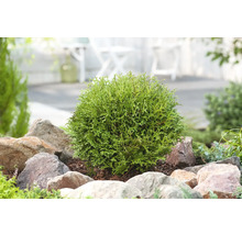 Rund tuja i trädgårdsrabatt med stenar