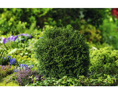 Klotformad tuja i trädgårdsrabatt