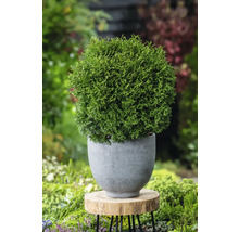 Klotformad tuja i grå kruka på en träpall i trädgården