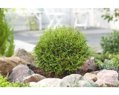 Rund tuja i trädgårdsrabatt med stenar