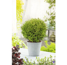 Klotformad tuja i kruka för trädgården