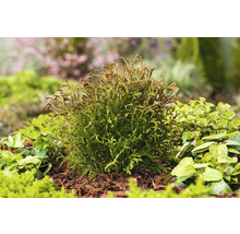 På bilden visas ett grönt livsträd i trädgården.