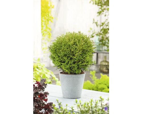 Klotformad tuja i kruka för trädgården