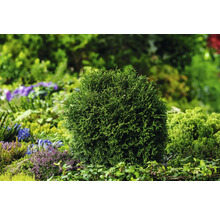 Klotformad tuja i trädgårdsrabatt