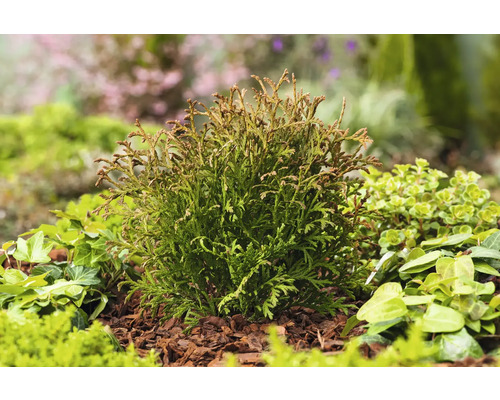 På bilden visas ett grönt livsträd i trädgården.