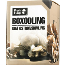 Odlingslåda för grå ostronmussling