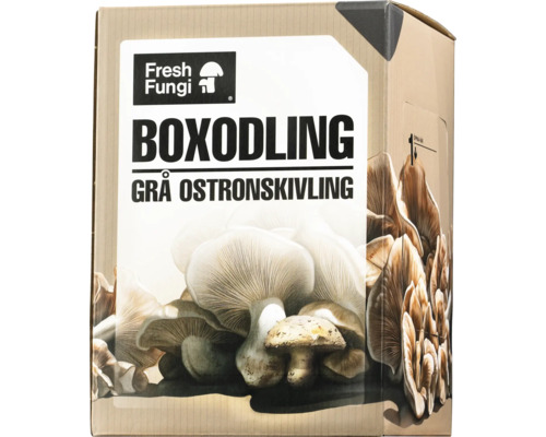 Odlingslåda för grå ostronmussling