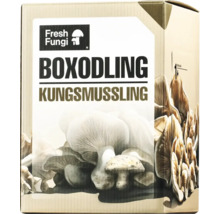 Kartongförpackning med odlingskit för kungsmussling