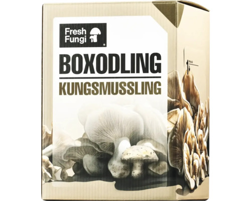 Svampodling Fresh Fungi Box Kungsmussling Kartongförpackning med odlingskit för kungsmussling