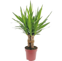 Yucca krukväxt i kruka