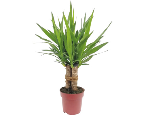 Yucca krukväxt i kruka