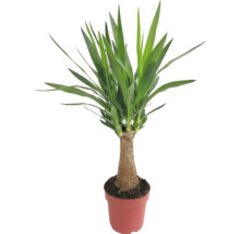 Yucca krukväxt i kruka