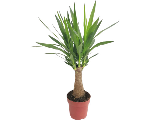 Yucca krukväxt i kruka