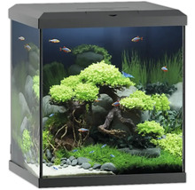 Dekorativt akvarium med fiskar och växter