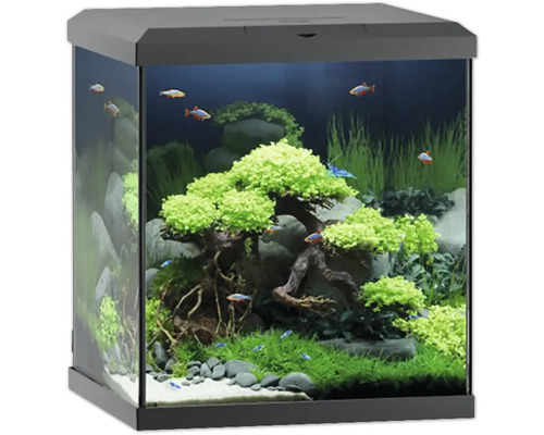 Dekorativt akvarium med fiskar och växter