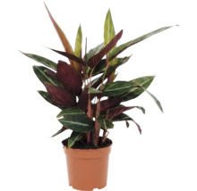 Marantaväxt i kruka