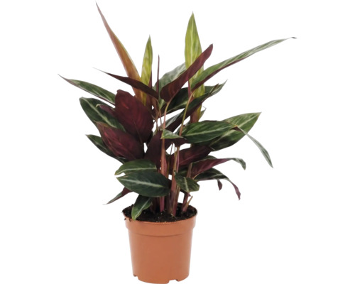 Marantaväxt i kruka