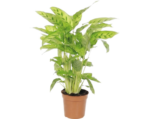 Marantaväxt inomhus i kruka