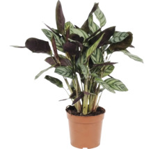 Böneplanta i kruka för inomhusbruk