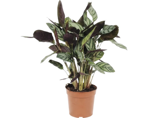 Böneplanta i kruka för inomhusbruk