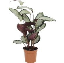 Prayer Plant i kruka