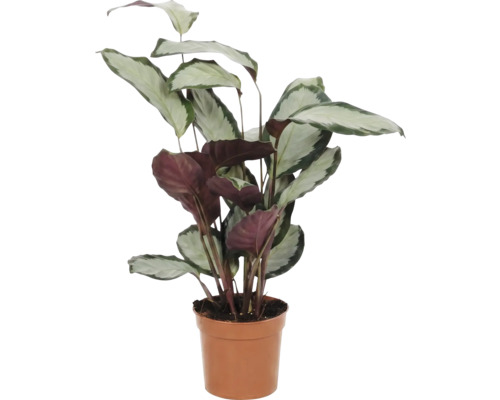 Prayer Plant i kruka