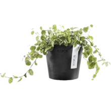 Krukväxt klätterfikus Ficus pumila i en svart rund Ecopots plastkruka med Ecopots Logo.